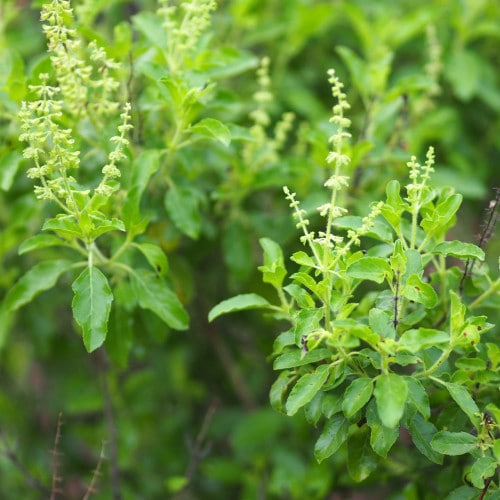 holy basil plant